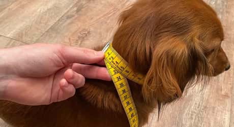Link to Mesurer le cou d'un chien : à quoi dois-je faire attention ?